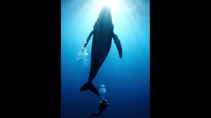 永久品色堂 - 深蓝星球：探索海洋深处的未知世界